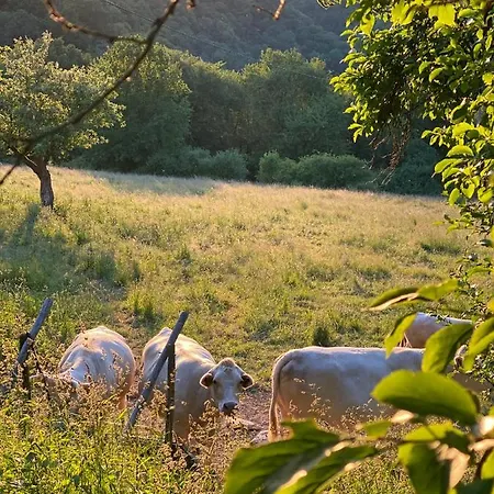 Rheingoldschaenke Maison d'hôtes 2*