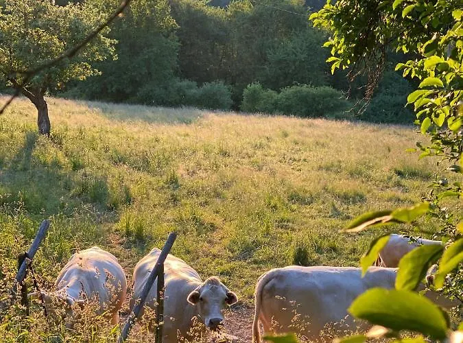 Rheingoldschaenke ゲストハウス 2*